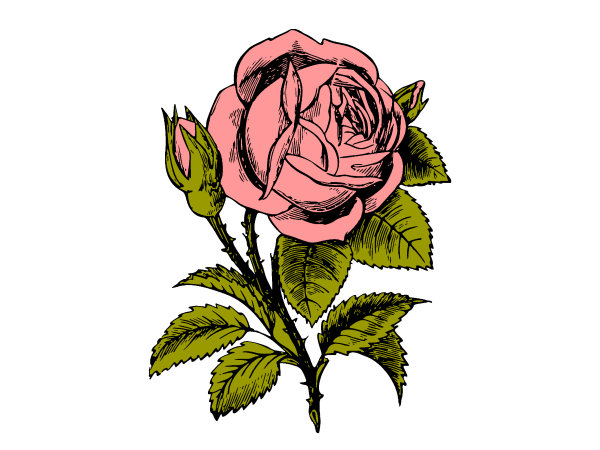 Rose