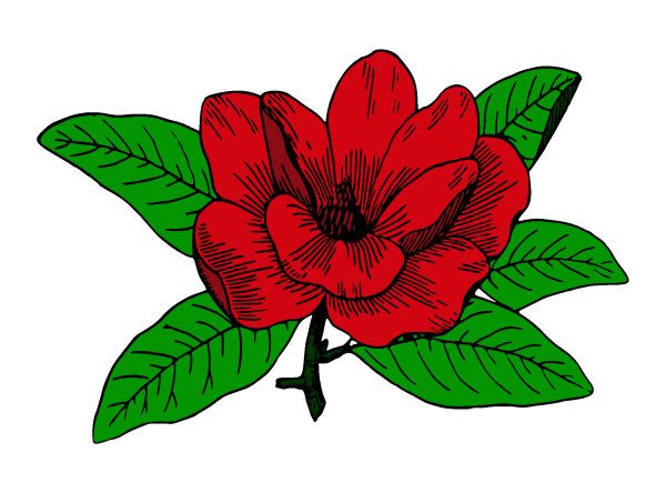 Dessin d'une jolie fleur